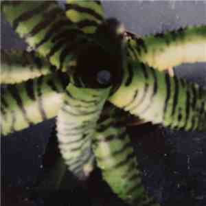 AAAA - Anorak EP download free